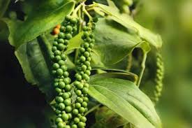 Image result for Uapaca guineensis