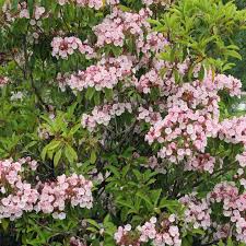 Habitus Lorbeerrose In 2020 Pflanzen Garten Blutenstraucher