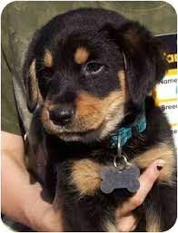 We are first and foremost an advocate for the dogs. West Los Angeles Ca Golden Retriever Meet Constantine A Pet For Adoption