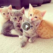 Father Cat Being Supportive While Mother Cat Giving Birth Million Of Hearts Are Melted Adorable Cats Kitty Kittens Ani Happy Cat Cat Memes Cute Animals