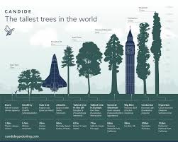 The Tallest Trees In The World Infographic Tall Trees Sequoia Tree Sequoiadendron Giganteum