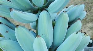 Your daily values may be higher or lower depending on your calorie needs. Blue Java Banana The Smooth Banana That Tastes Like Vanilla Ice Cream North Cyprus News