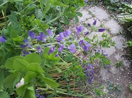 Image result for Crotalaria sphaerocarpa