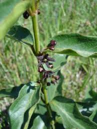 Image result for Vincetoxicum heterophyllum