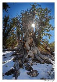 The Oldest Living Things On Earth Ancient Bristlecone Forest Ca Bristlecone Pine Old Things Landscape Photography