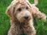 Teacup Mini Labradoodle