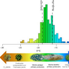 Check spelling or type a new query. Pdf Benthic Primary Producers Are Key To Sustain The Wadden Sea Food Web Stable Carbon Isotope Analysis At Landscape Scale
