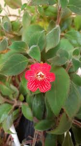 Image result for Kohleria