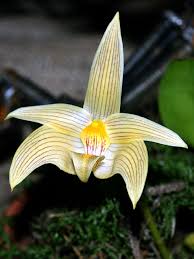 Image result for Bulbophyllum intertextum