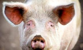 Maybe you would like to learn more about one of these? 50 Animal Farm Quotes On The Power Of Too Much Power 2021