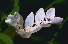 Image result for Aponogetonaceae