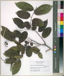 Image result for Sclerocroton