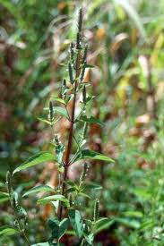 Image result for Cantinoa americana