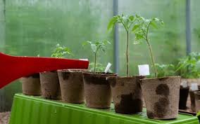 Many cultivars will spread two to three feet wide. How Often Should You Water Tomatoes In A Raised Bed