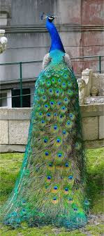 Bird With Long Colorful Tail Feathers Colorful Peacock With Images Beautiful Birds Animals Beautiful Birds