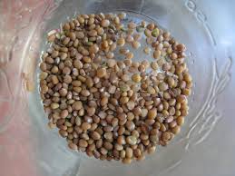 I let the radish growth die naturally and dry outside to a nice tan color. Harvesting Radish Seeds Gardenerd