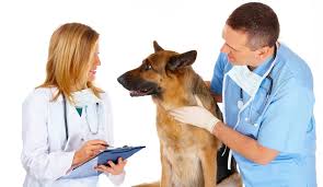 Guide To Methocarbamol For Dogs Usage Dosage Side Effects