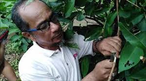 Cara mudah tut pokok mangga harumanis perlis | air layering mango tree. Cara Tut Pokok Jambu Taiwan Kebun Bandar Agri Upm