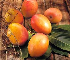 Mango Season In Jamaica 2024 - Rove.Me