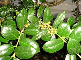 Maybe you would like to learn more about one of these? Gardeners Dirt Boughs Of Holly For The Winter And Holidays Home And Garden Victoriaadvocate Com