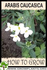 Image result for Arabis