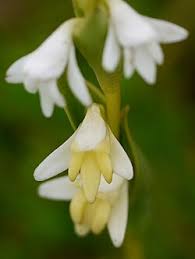Image result for Habenaria tentaculigera