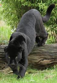 Black Jaguar Animals Animals Beautiful Animals Wild