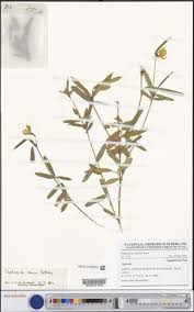 Image result for Tephrosia nana