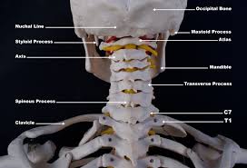 The back contains the spinal cord and spinal column, as well as three different muscle groups. Upper Cervical Spine Disorders Anatomy Of The Head And Upper Neck