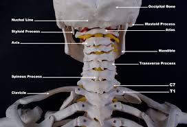 In this post, we will discuss the cranial bones and sutures along with their anatomy and landmarks using labeled diagrams. Upper Cervical Spine Disorders Anatomy Of The Head And Upper Neck