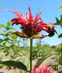 Image result for Monadenium herbaceum