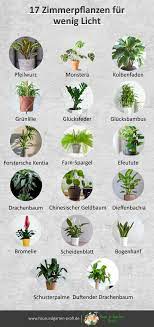 Diese seiten sollen ihnen helfen, pflanzen und blumen anhand von bildern einfach und schnell zu bestimmen.am besten gelingt das über die farbe oder form der blüten.die bestimmung von nicht blühenden pflanzen nach ihrem habitus (wuchsform) oder blattform ist ebenfalls möglich. 17 Zimmerpflanzen Fur Wenig Licht Wohnung Pflanzen Zimmerpflanzen Pflanzen Zimmer
