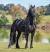 Beautiful Horse Black