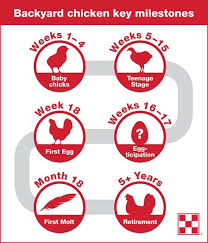 6 Milestones Of Chicken Growth Stages Weekly Chicken Growth