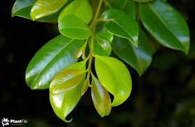 Image result for Syzygium rowlandii