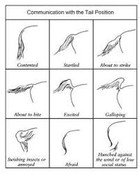 Horse Body Language Chart Google Search Horses Horse