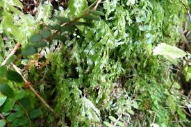 Image result for Polyphlebium