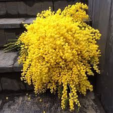 Mimosa Was Chosen As Symbol Of Women S Day In Italy By Teresa Mattei Women Mimosa Internationalwomensday Mimosa Flower Planting Flowers Beautiful Flowers