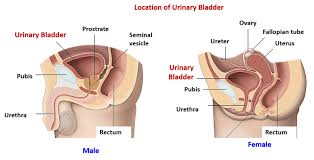 Image result for Bladder Anatomy