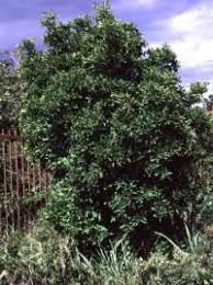 Image result for Pavetta uniflora