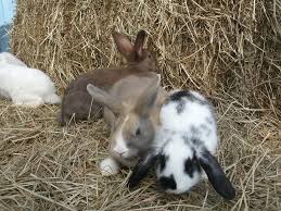 Why buy a rabbit for sale when you can adopt? Pets Rose Garden And Pet Store