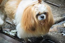Hair style options from head to tail to help you decide what cut is best for your tzu. Cute Long Haired Shih Tzu Dog Is Standin On Dirty Floor And Look So Sad When
