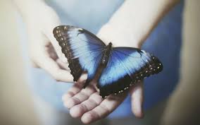 Meaning Of Butterflies Crossing Your Path Is It A Message Blue Butterfly Wallpaper Beautiful Butterflies Most Beautiful Butterfly