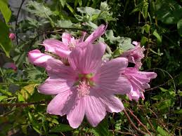 Image result for Hibiscus sidiformis