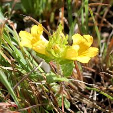 Image result for Alectra sessiliflora