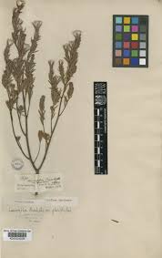 Image result for Gnidia burchellii