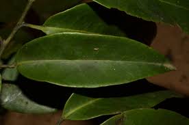 Image result for Staudtia