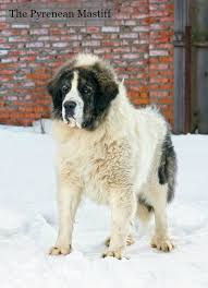 Pyrenean Mastiff Dog Breed Information And Pictures Petguide