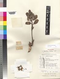 Image result for Glossostelma