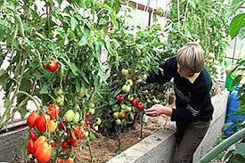 Yeşiller, salatalıklar, domatesler sera içinde yetişir ve bu sayede onlara iyi bakarsanız, ilkbaharda zengin bir hasat elde edersiniz. Seradaki Domates Hastaliklari Ve Tedavisi Fotograflar Ve Aciklamalar Ayrica Domates Hastaliklariyla Basa Cikma Yollari Sebze Bahcesi